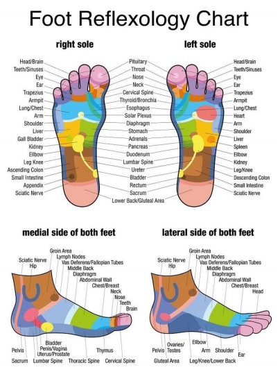 free foot reflexology chart 11