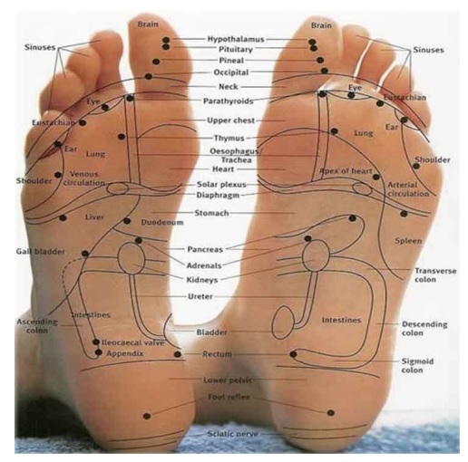 free foot reflexology chart 14