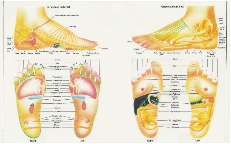 free foot reflexology chart 16