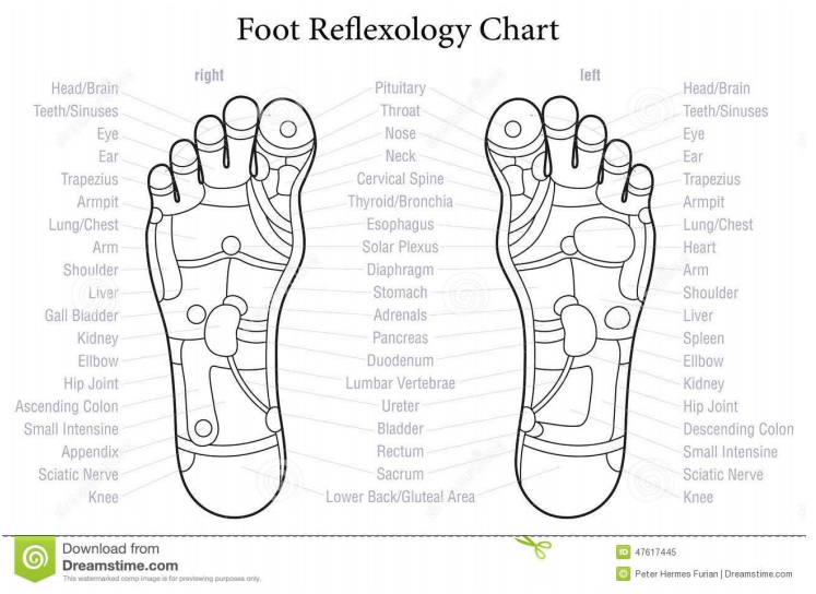 free foot reflexology chart 17