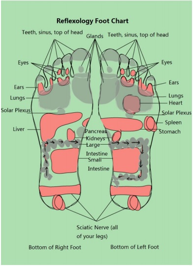 free foot reflexology chart 2