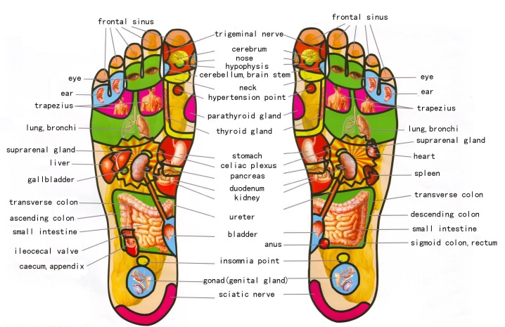 free foot reflexology chart 4