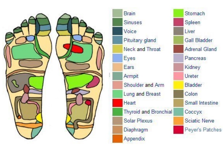 free foot reflexology chart 9