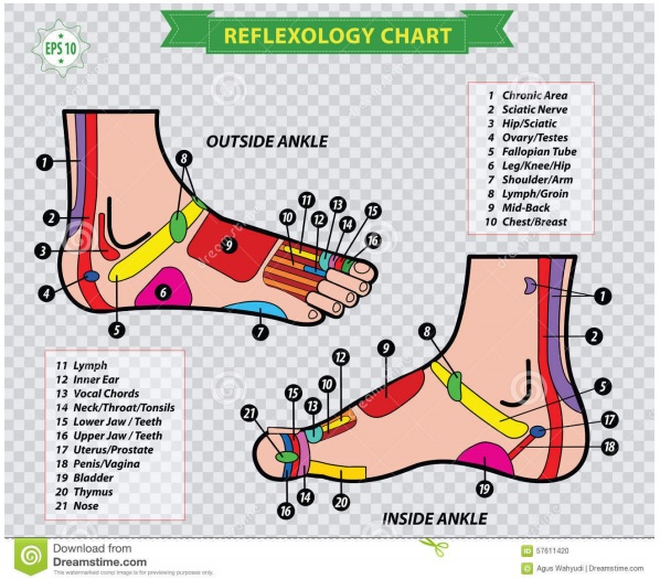 free foot reflexology chart