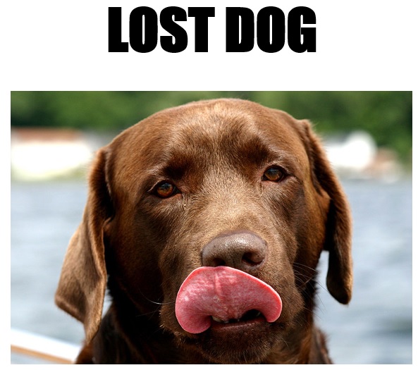 free lost pet flyer 10