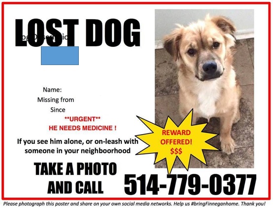 free lost pet flyer 5