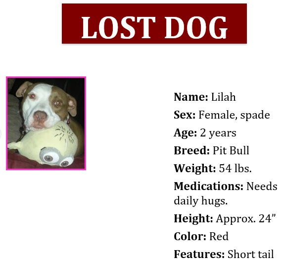 free lost pet flyer 8