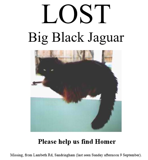 missing cat flyer template