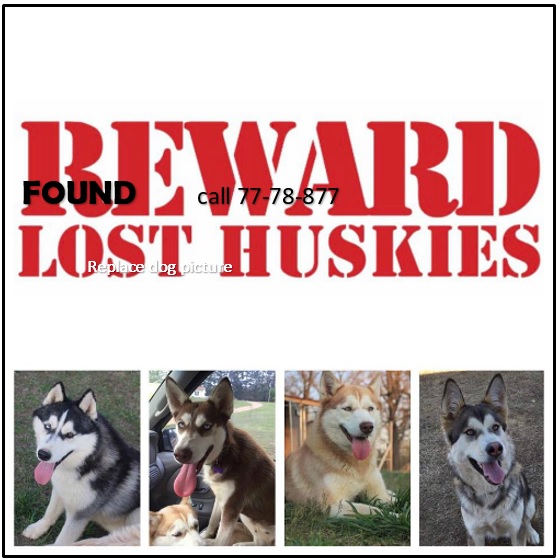 reward lost pet flyer template