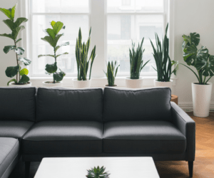Add Greenery to Refresh the Space